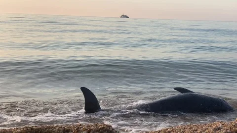 Dead dolphin in the sea Stock Footage 106221458