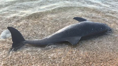 Dead dolphin in the sea 库存影片 106621250