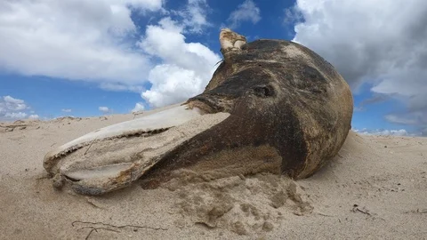 Dead dolphin on the seashore. Fixed shot in a windy day Stock Footage 108372544