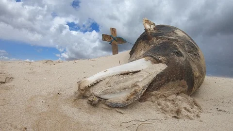 Dead dolphin on the seashore. Fixed shot in a windy day Stock Footage 108373985