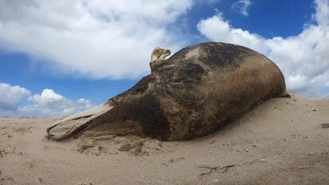 Dead dolphin on the seashore. Fixed shot in a windy day Stock Footage 108374655