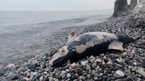 A dead dolphin on the seashore Stock Footage 187624778