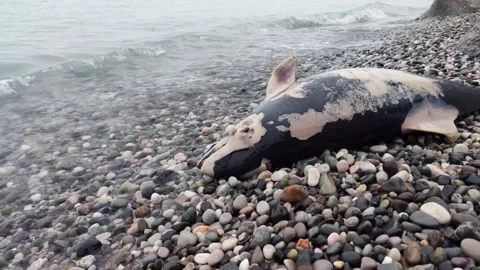 A dead dolphin on the seashore Stock Footage 187625488