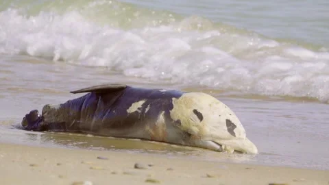 Dead dolphin on the seashore Stock Footage 245953086