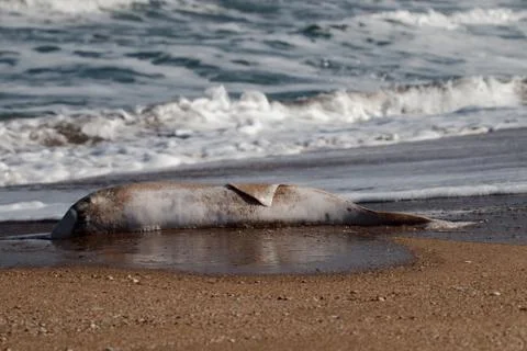 Dead Dolphin thrown on beach Stock Photos