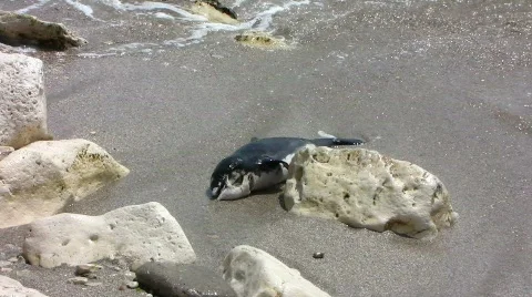 Dead dolphin thrown out by the waves Stock-Footage 731058