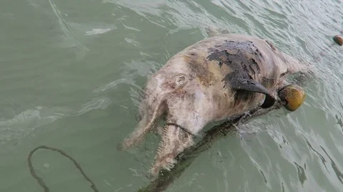 Dead Dolphin washed ashore Stock Footage 80899114