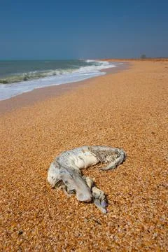 Dead Dolphin Washed Ashore on a Pebble Beach by the Sea Photos