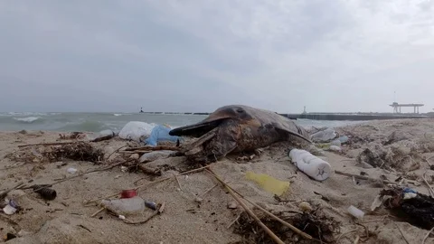 Dead dolphin is washed up on the shore surrounded by plastic garbage - Black sea Stock Footage 125739497