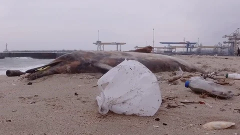 Dead dolphin is washed up on the shore surrounded by plastic garbage - Black sea Stock Footage 125984159