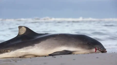 Dead dolphin/whale on the beach Stock Footage 25394667