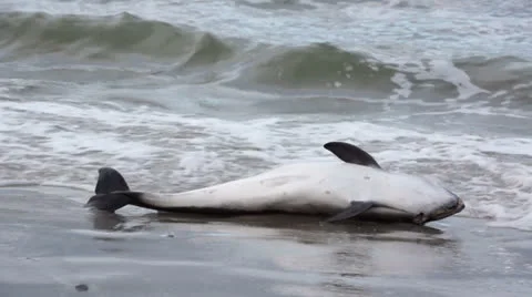 Dead dolphin/whale on the beach Stock Footage 25394722