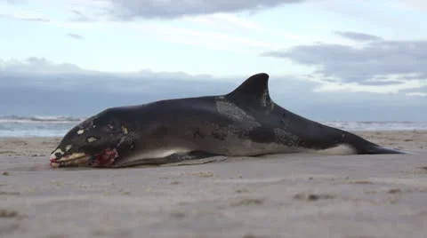Dead dolphin/whale on the beach3 Stock Footage 25394649