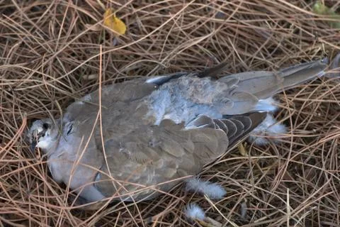 Dead Dove in the forest Stock Photos