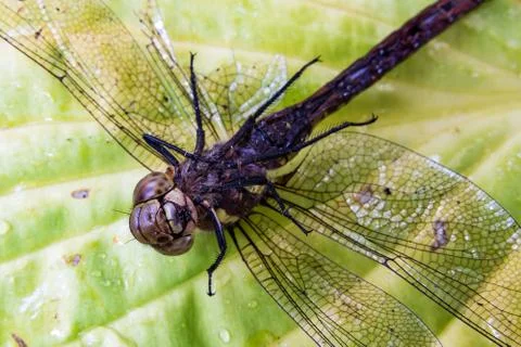 Dead dragonfly with broken legs Stock Photos
