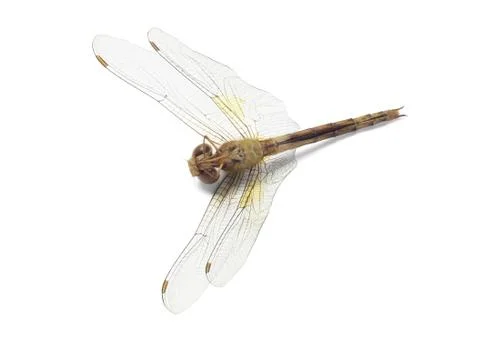 Dead dragonfly Stock Photos