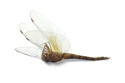 Dead dragonfly Stock Photos