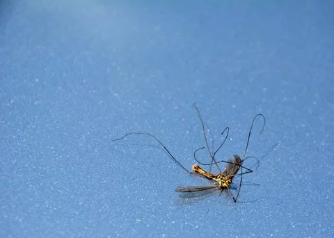 Dead dragonfly Stock Photos