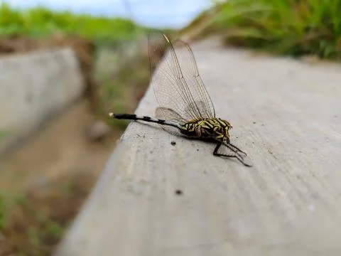 Dead dragonfly Stock Photos