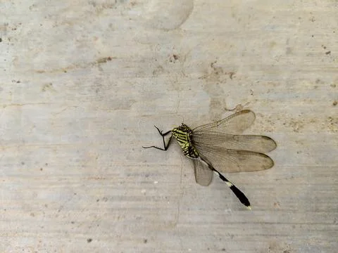 Dead dragonfly Stock Photos