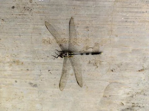 Dead dragonfly Stock Photos