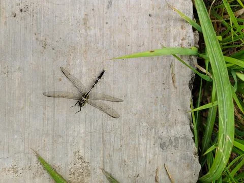 Dead dragonfly Stock Photos