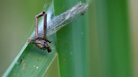 Dead dragonfly on a spider web Stock Footage 42383128
