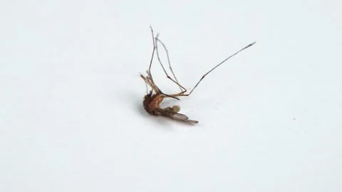 Dead dried mosquito. Side view. Loop motion. Rotation 360. Stock Footage 237694938