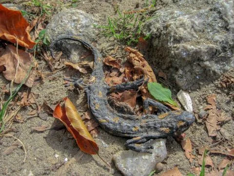 Dead Dried salamander on a forest path in autumn. Stock Photos