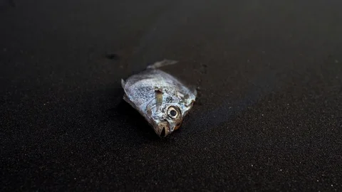 Dead dry fish on black beach. Stock Footage 125854523