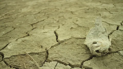 Dead Dry Fish Stock Footage 44265592