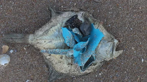 Dead dry fish on a seashell beach in Black sea. Stock Footage 110798247