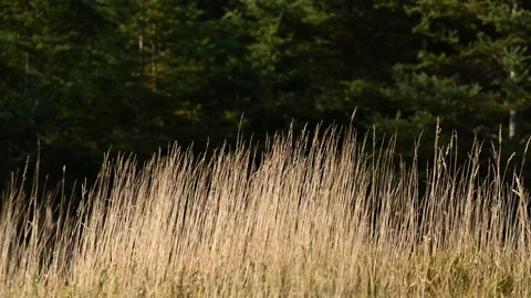 Dead dry grass blowing in a strong wind with dark evergreen trees in the Stock Footage 318989746
