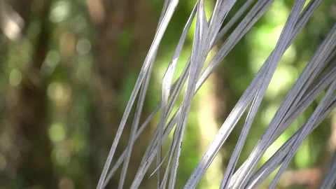 Dead dry grey leaves on branches Vidéo 154053653