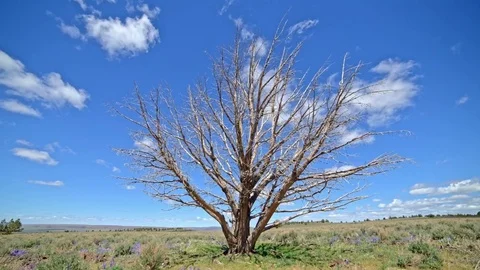 Dead dry juniper snag tree under blue sky and puffy clouds in the desert with Stock Footage 82000260