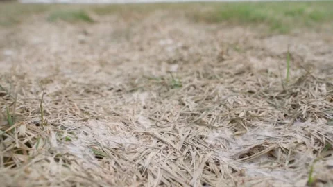 Dead dry lawn grass with snow mold after winter close-up Vídeos de archivo 337544979
