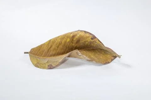 Dead Dry leaf isolated on white background autumn leaves Stock Illustration
