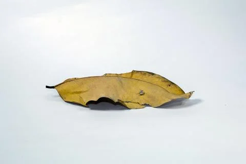 Dead Dry leaf isolated on white background autumn leaves Stock Illustration