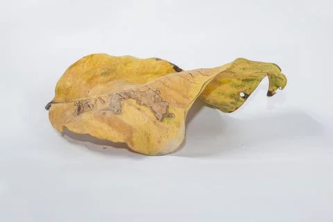 Dead Dry leaf isolated on white background autumn leaves Stock Illustration