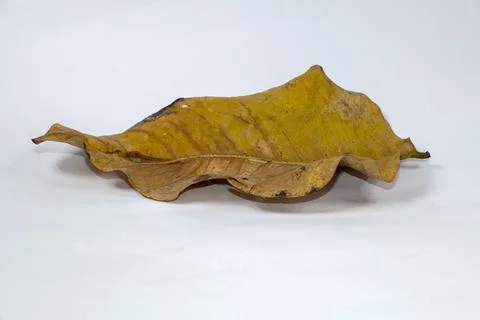 Dead Dry leaf isolated on white background autumn leaves Stock Illustration