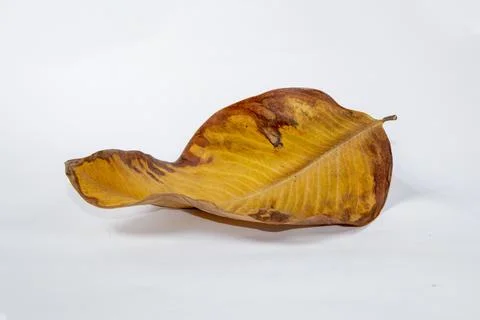 Dead Dry leaf isolated on white background autumn leaves Stock Illustration