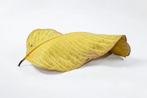 Dead Dry leaf isolated on white background autumn leaves Stock Illustration