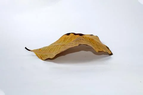 Dead Dry leaf isolated on white background autumn leaves Stock Illustration