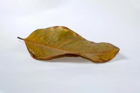 Dead Dry leaf isolated on white background autumn leaves Stock Illustration