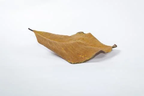 Dead Dry leaf isolated on white background autumn leaves Stock Illustration