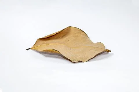 Dead Dry leaf isolated on white background autumn leaves Stock Illustration