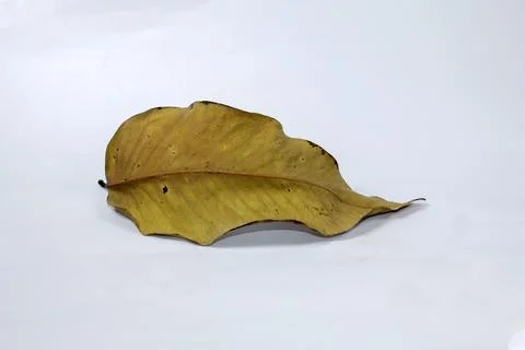 Dead Dry leaf isolated on white background autumn leaves Stock Illustration