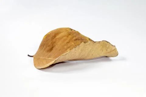 Dead Dry leaf isolated on white background autumn leaves Stock Illustration