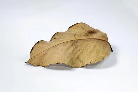 Dead Dry leaf isolated on white background autumn leaves Stock Illustration