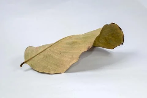 Dead Dry leaf isolated on white background autumn leaves Stock Illustration